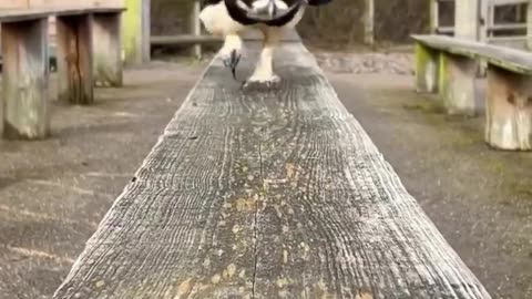 The way this spectacled owl runs