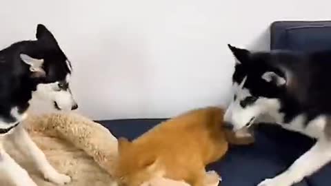 Finally Showing You Cat and dog playing funny video