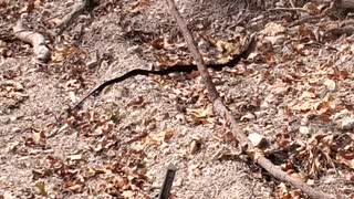 Black snake at the homestead