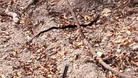 Black snake at the homestead