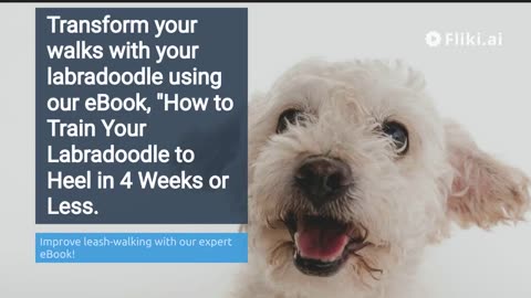 HOW TO TRAIN YOUR LABRADOODLE TO HEEL IN 4 WEEKS OR LESS