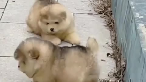 so cute dogs