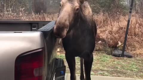 Moose Gives Complimentary Car Wash