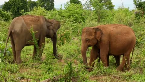 Amazingly appears Sri Lankan baby elephant