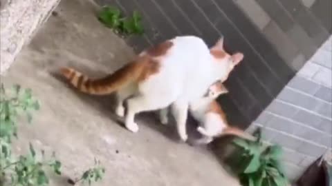 Fed up cat mom finally finds her kitten