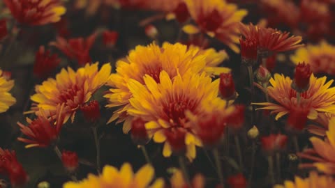 Champ de fleurs