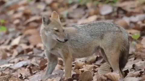 Wildlife in Close view with different perspective.