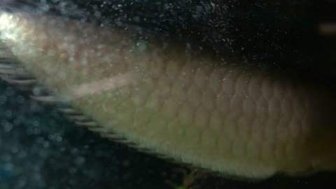 Big fish floats in an aquarium. Bubbles of air in water