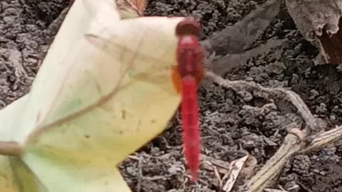 A rare red dragonfly.