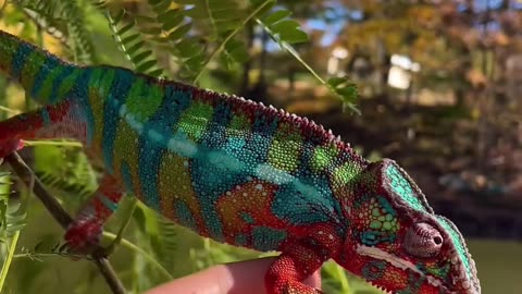 Dyno" Our 'Rainbow Ambilobe' panther chameleon breeder free roaming outside for the