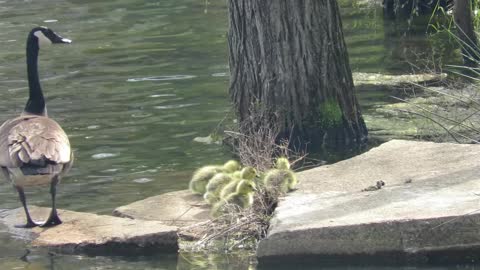 Baby geese take a Leap of Faith! Wild geese hatching PART 2 up close!