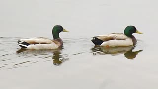 Beautiful mallard ducks enjoy swimming in the pond.