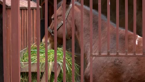 Horse eating green grass in a stable. Feeding of purebred horse at animal farm