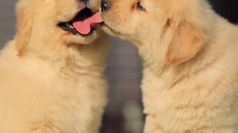 Funny Dogs Cute Pets