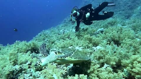 Diving Paradise - Red Sea, Egypt