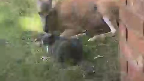 Mama Deer Brings Her Babies To Visit Her Human Family Everyday