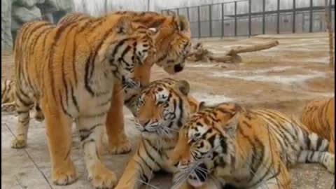 Is this a whole family of tigers? They are happy