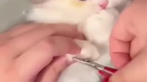 Cute and funny cat part 1