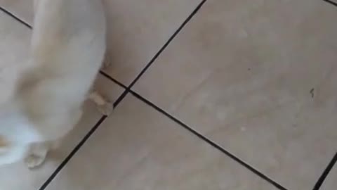 Meu gato vadio não come carne