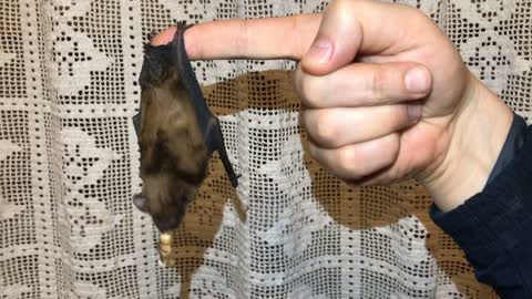 bat hanging on a man's finger