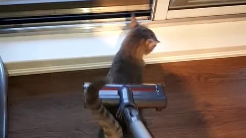 Man vacuums cat