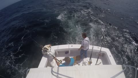 White marlin 003 upload