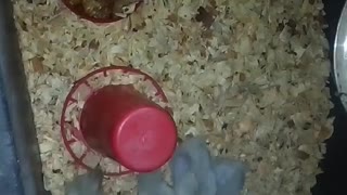 Chicks in a brooder Part 21