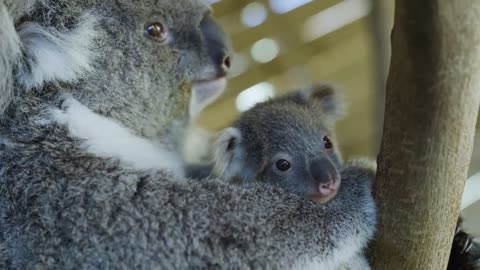 Most precious Koala Joey moments ever! -19