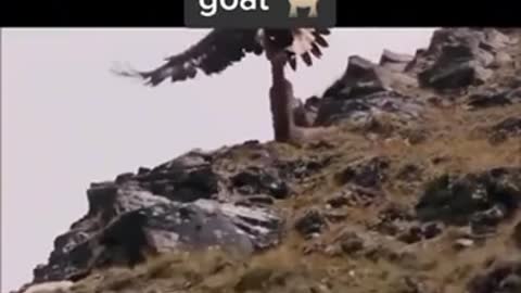 Eagle Attack on Goat amazed to saw