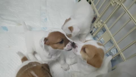 Hermosos cachorros de Jack Russell no pueden dejar de besarse