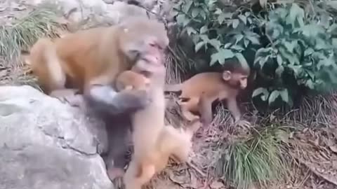 Funny animal videos