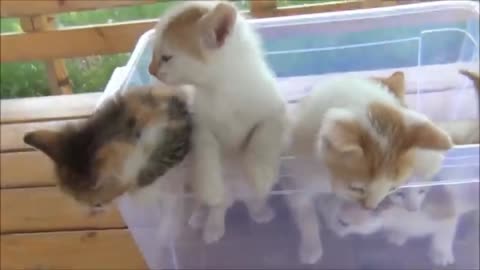 Kittens meowing ( too much cuteness ) - All talking at the same time !