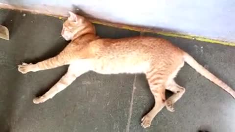 funny cat video