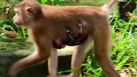 Monkey Rose Takes baby Rainbow to See New baby Lenny Libby newborn