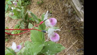 Double Bloom Showy Lady Slipper Relaxing in the Sun June 2020