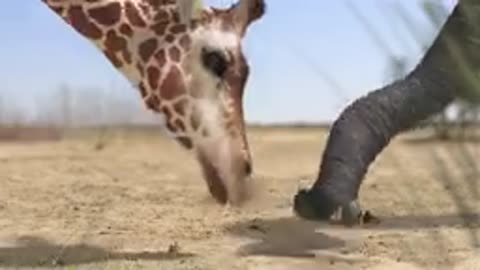 Elephant vs giraffe water fight