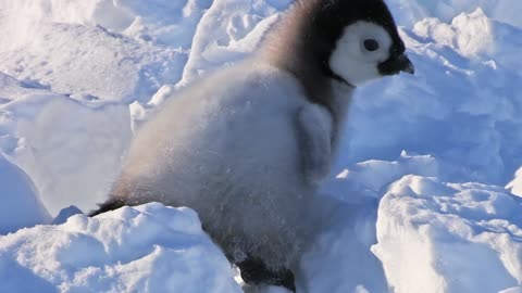 PENGUIN FAIL 2 !!!