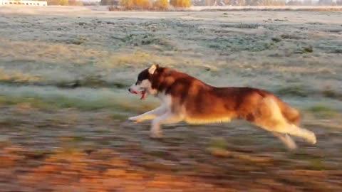 HUSKY RUNNING FULL SPEED 40KM/H