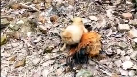 Chicken dog fight fun and look what happen to dog......?