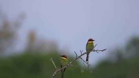 Chestnut Headed Bee Eater