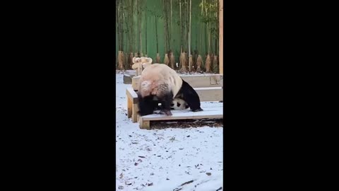 Cute and Funny moment animals