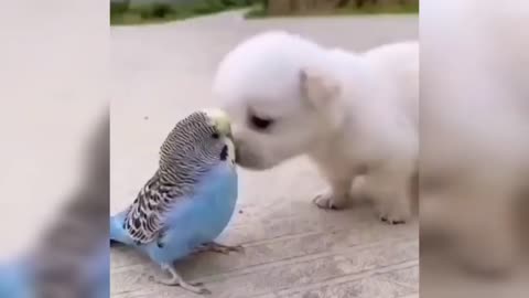 Adorable puppy playing with parrot, so lovely