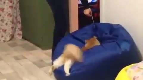 Cute cat jumping into beanbag