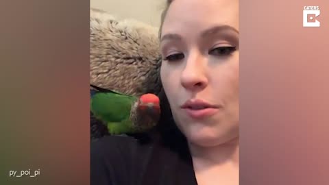 Adorable Bird Loves Owners Kisses