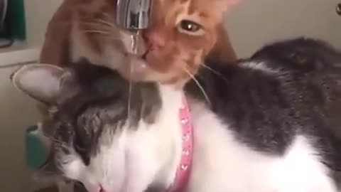 two cats tring to drink together from one tap