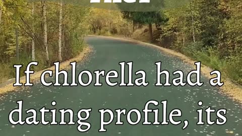 CHLORELLA FACT - If Chlorella had a dating profile, its tagline would be...