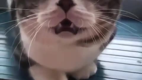 cat can follow sound