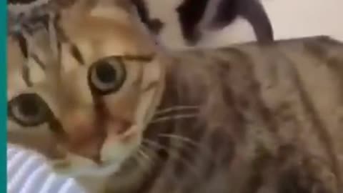 Aww Animals Baby Cats - Cute and Funny Cat Videos Compilation #34 |