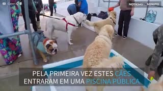 Cães mergulham com os donos em piscina pública na Inglaterra