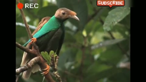 Standardwing Bird of Paradise